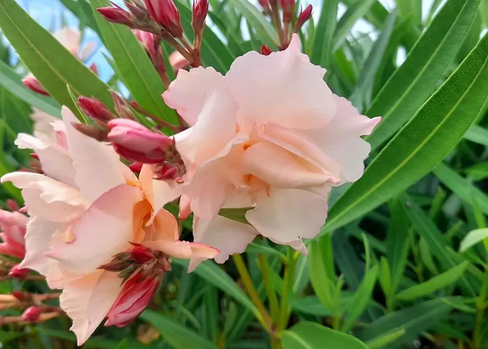 Cap Saint Martin Marina Affittacamere Agde